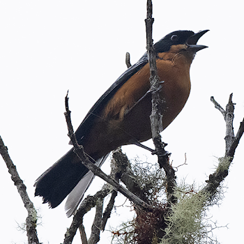 Chestnut-bellied Mountain Tanager