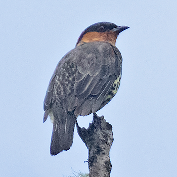 Chestnut-crested Cotinga