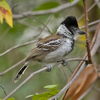 Collared Antshrike