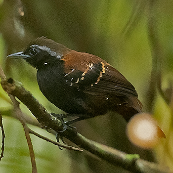Cordillera Azul Antbird