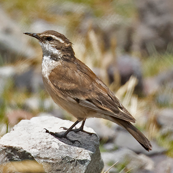 Cream-winged Cinclodes