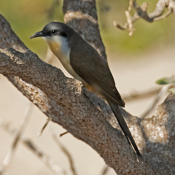 Dark-billed Cuckoo