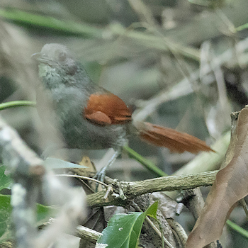 Dark-breasted Spinetail