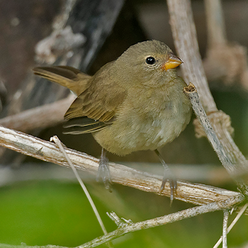 Dull-coloured Grassquit
