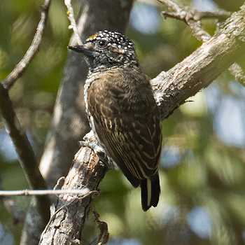 Ecuadorian Piculet