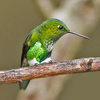 Emerald-bellied Puffleg