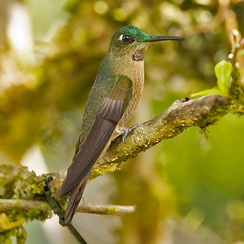 Fawn-breasted Brilliant