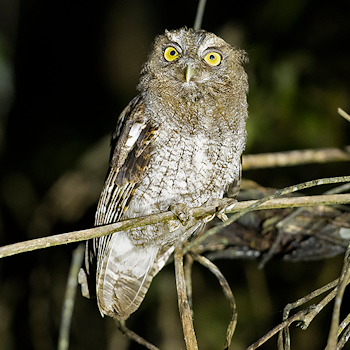 Foothill Screech-owl