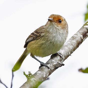Fulvous-faced Scrub-tyrant