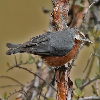 Giant Conebill