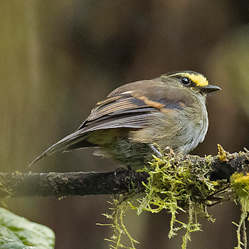 Golden-browed Chat-tyrant
