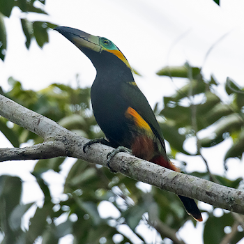 Golden-collared Toucanet