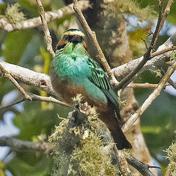 Golden-eared Tanager