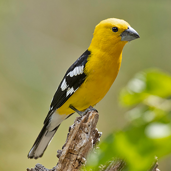 Golden Grosbeak