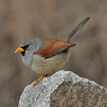 Great Inca-finch