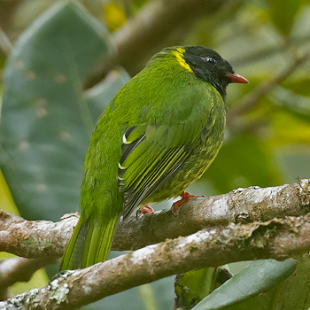 Green-and-black Fruiteater