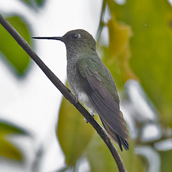 Greenish Puffleg