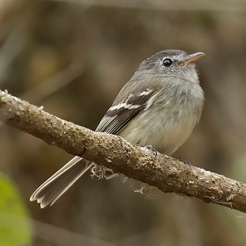 Grey-breasted Flycatcher