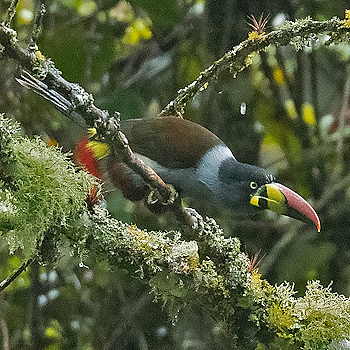 Grey-breasted Mountain-toucan