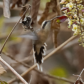 Grey-chinned Hermit