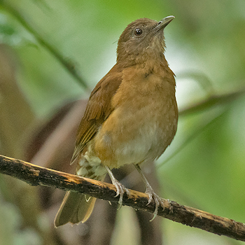 Hauxwell's Thrush