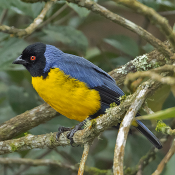 Hooded Mountain Tanager