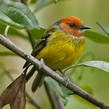 Johnson's Tody-tyrant