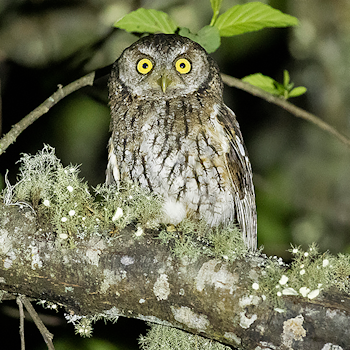Koepcke's Screech-owl