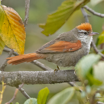 Line-cheeked Spinetail