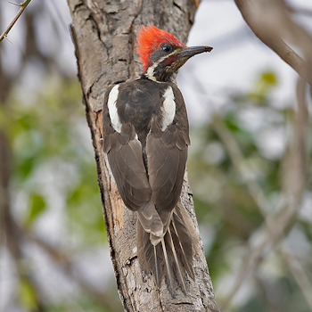 Lineated Woodpecker