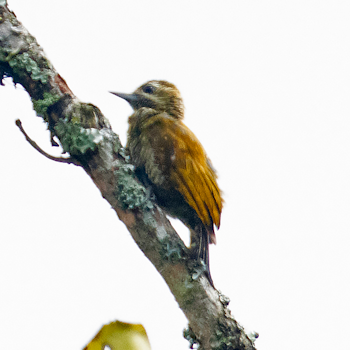 Little Woodpecker
