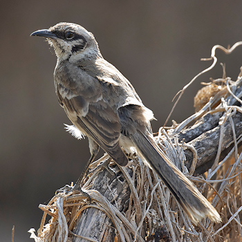 Long-tailed Mockingbird