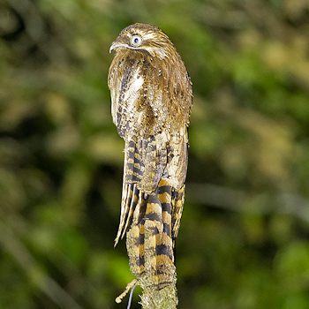Long-tailed Potoo