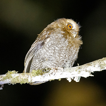 Long-whiskered Owlet