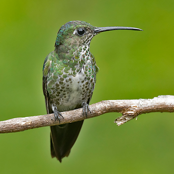 Many-spotted Hummingbird