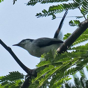 Marañon Gnatcatcher