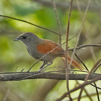 Marañon Spinetail