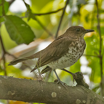 Marañon Thrush