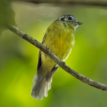 Marble-faced Bristle-tyrant