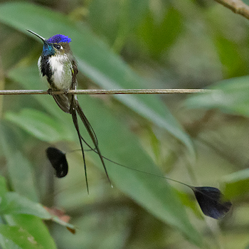 Marvellous Spatuletail