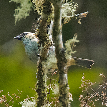 Metallic-green Tanager