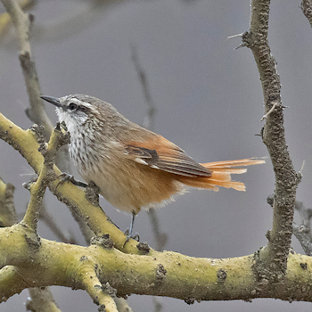 Necklaced Spinetail