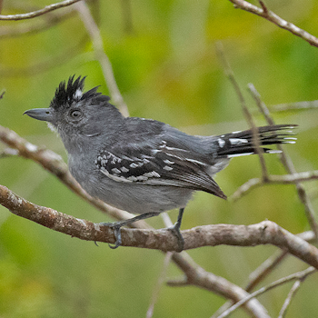 Northern Slaty-antshrike