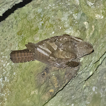 Oilbird