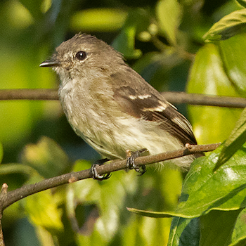 Olive-chested Flycatcher