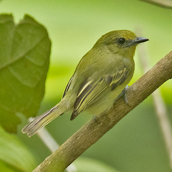 Olive-faced Flatbill