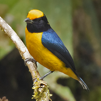 Orange-bellied Euphonia