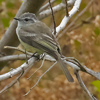 Pacific Elaenia