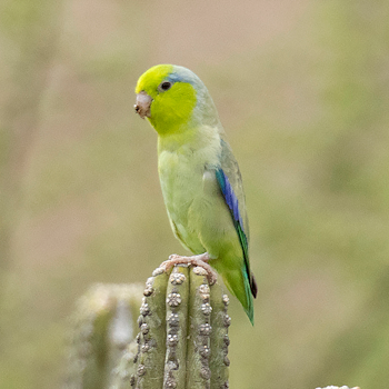 Pacific Parrotlet