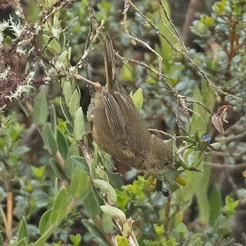 Pardusco